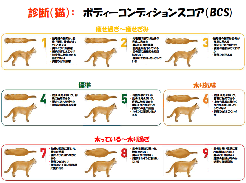 はじめて動物を飼う方へ 猫 さかい動物病院 福島県いわき市の犬 猫 小動物の総合動物病院